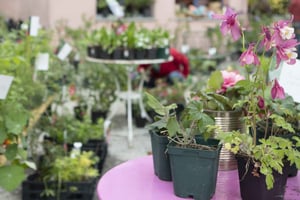 fiori-primavera-origlio